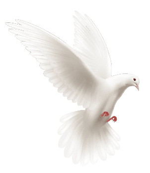 Dove-1.png_1699563668