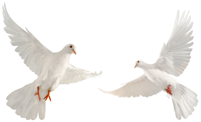 Dove-3.png_1699563677