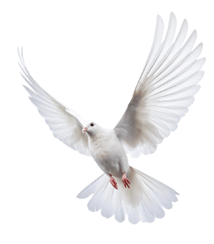 Dove-4.png_1699563687