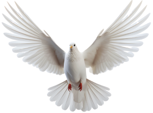Dove-5.png_1699563692